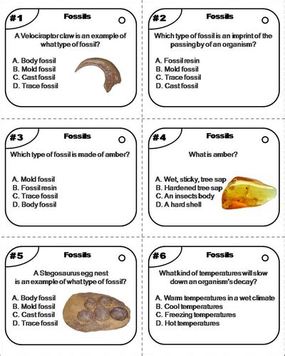 fossils quiz flash cards.